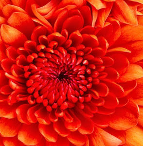 Meet your Posher, Antonette